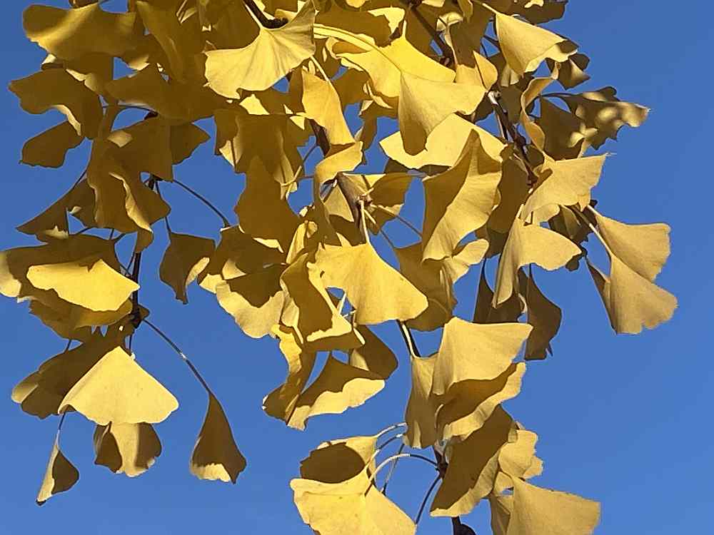 Ginkgo Blätter Herbst