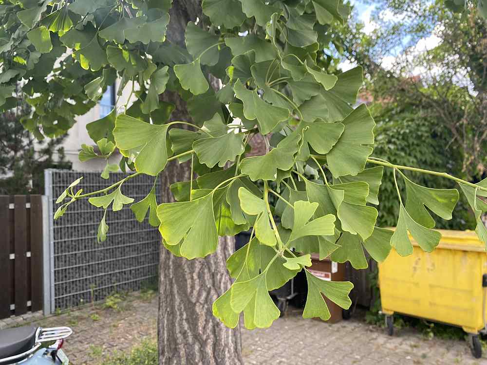 Ginkgo Blätter Sommer