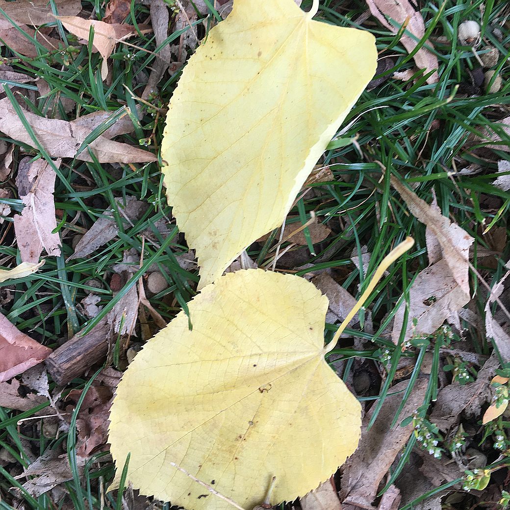 Die Blätter der Linde sind herzförmig