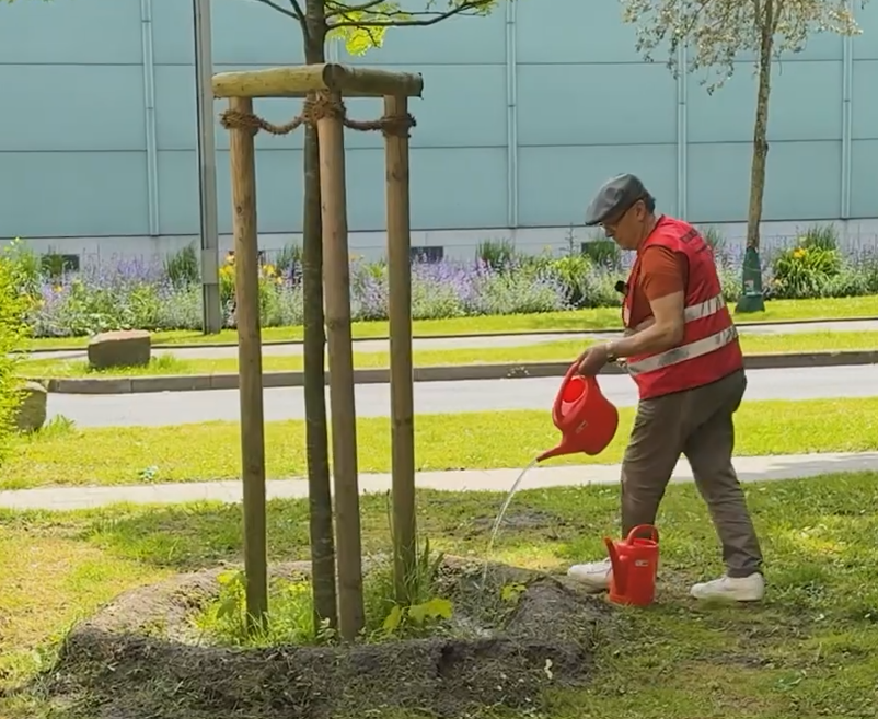 Ein Mann giesst einen Baum