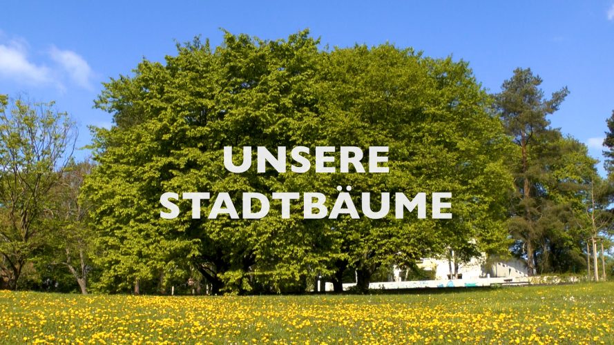 Unsere Stadtbaume